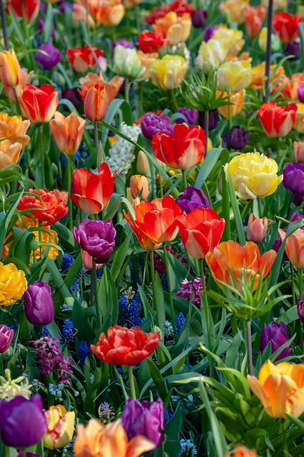 Tulipán Double Early Mix (směs) Tulipán Double Early Mix (směs)