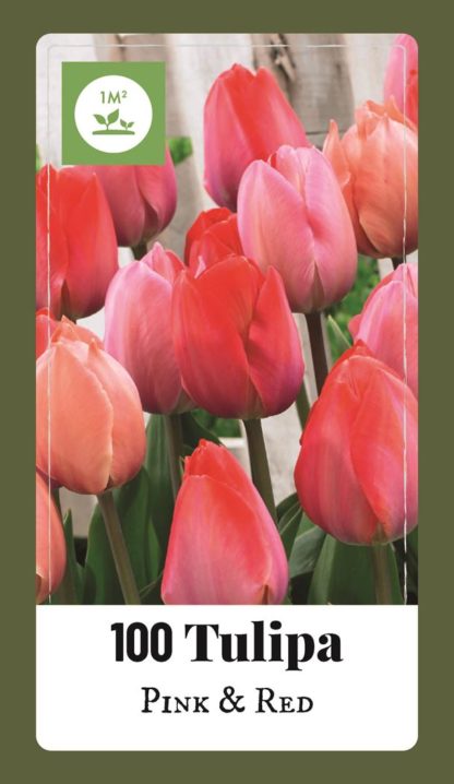 Tulipán Pink-Red (100 cibulí, směs, XXL síťka)