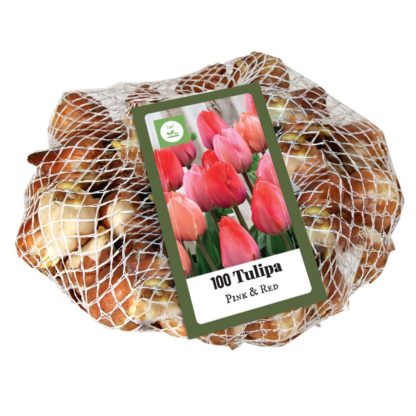 Tulipán Pink-Red (100 cibulí, směs, XXL síťka, obrázek)