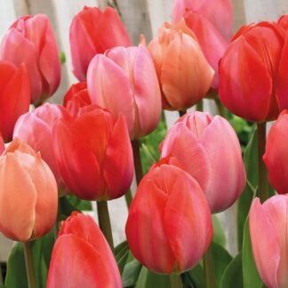 Tulipán Pink & Red (směs)
