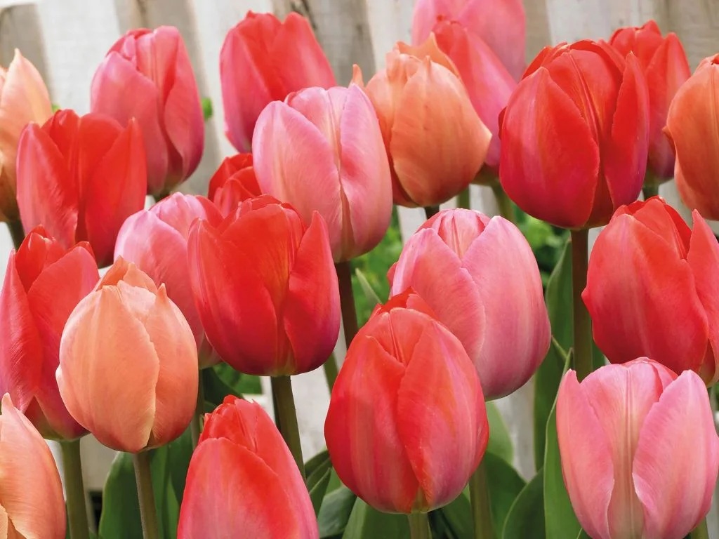 Tulipán Pink & Red (směs) Tulipán Pink & Red (směs)
