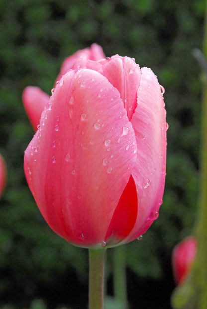 Tulipán Pink Impression (10 cibulí, růžový)