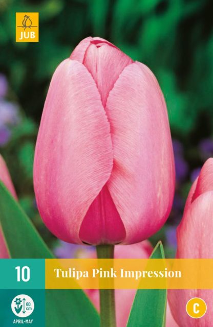 Tulipán Pink Impression (10 cibulí, růžový, karta)