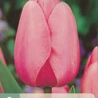 Tulipán Pink Impression (7 cibulí, růžový, karta)