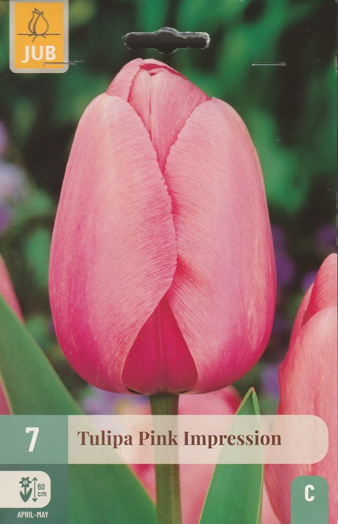 Tulipán Pink Impression (7 cibulí, růžový, karta) Tulipán Pink Impression (7 cibulí, růžový, karta)