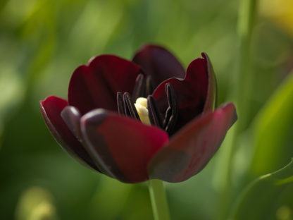 Tulipán Queen of Night (10 cibulí, tmavě fialový)