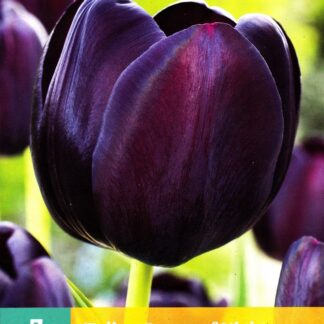 Tulipán Queen of Night (7 cibulí, tmavě fialový, karta)