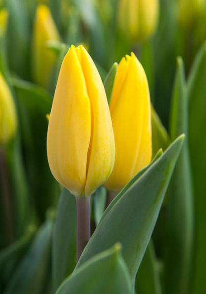 Tulipán Strong Gold (10 cibulí, žlutý)