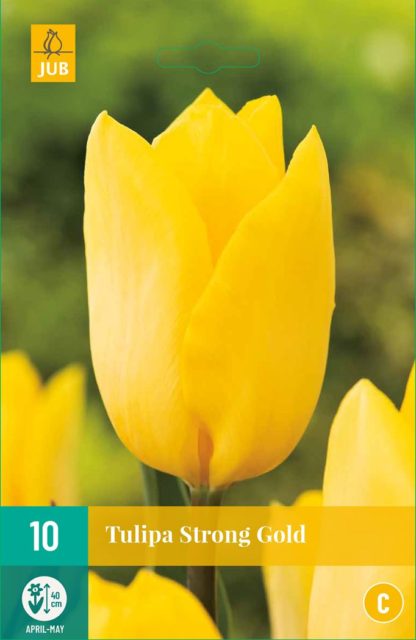 Tulipán Strong Gold (10 cibulí, žlutý, karta)