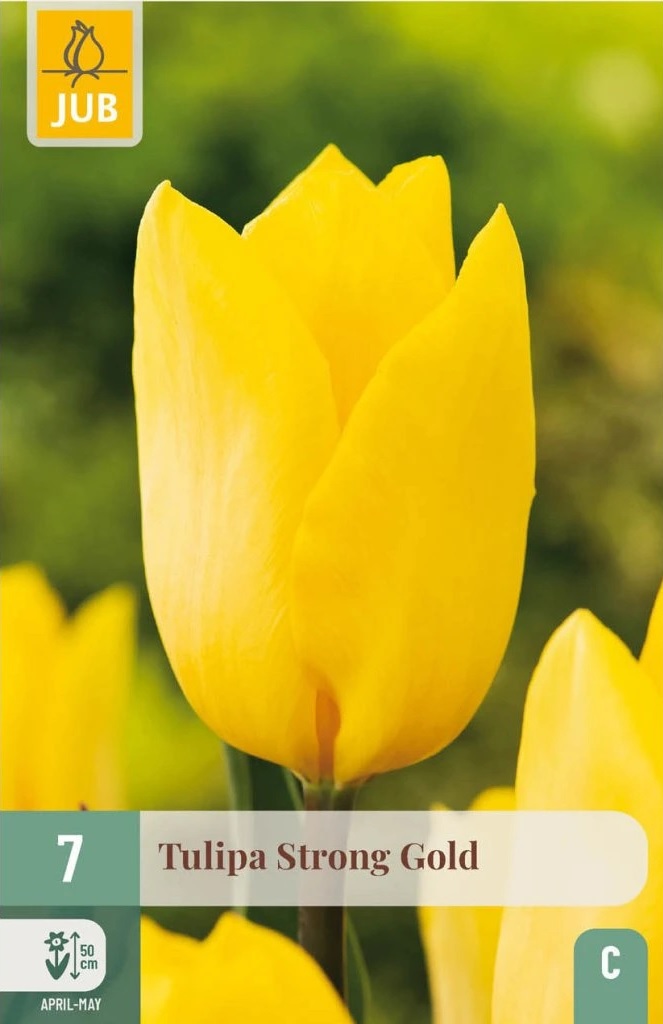 Tulipán Strong Gold (7 cibulí, žlutý, karta) Tulipán Strong Gold (7 cibulí, žlutý, karta)