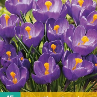Krokus Flower Record (10 cibulí, fialový, karta)
