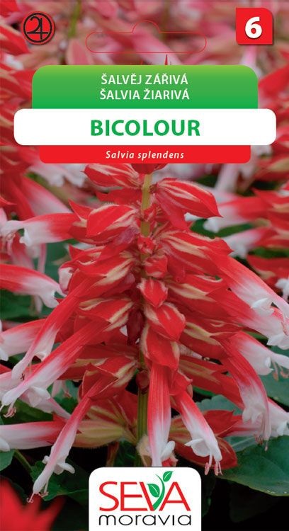 Šalvěj zářivá Bicolour - bílo-červená (Osiva Moravia)