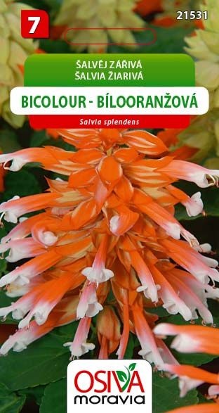 Šalvěj zářivá Bicolour - bílo-oranžová (Osiva Moravia)