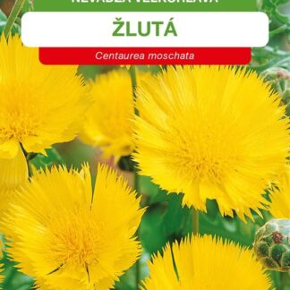 Chrpa velkokvětá - žlutá (Osiva Moravia)