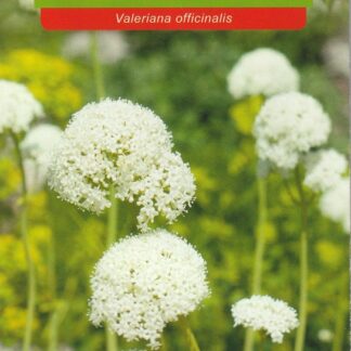 Kozlík lékařský (Osiva Moravia)