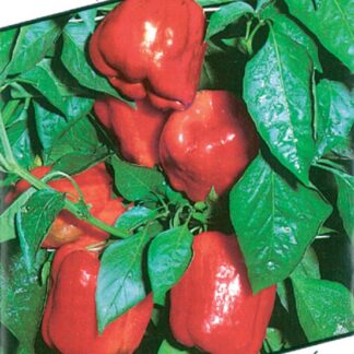 Paprika zeleninová Chronos F1 - kvadratická, sladká, silnostěnná, zelená-červená (Libera)