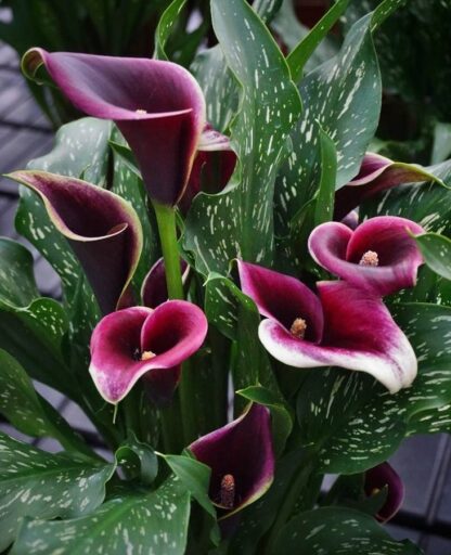 Kala (zantedeschia) Dubai Nights (tmavě fialová)