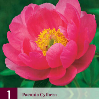 Pivoňka (Paeonia) Cytherea (1 hlíza, růžová, karta)