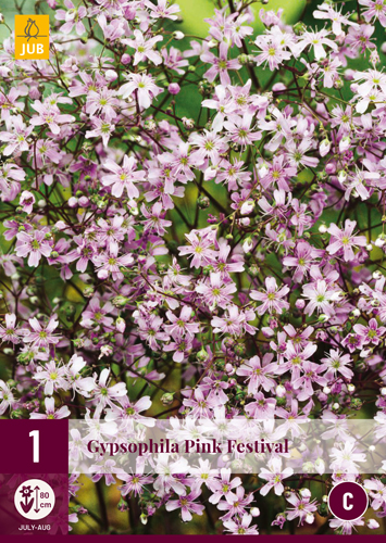 Šater (Gypsophila, nevěstin závoj) Pink Festival růžová (1 hlíza, karta)