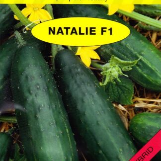 Okurka salátovka Natalie F1 - pro pole i skleníky, odolná chladu a plísni (Holman)