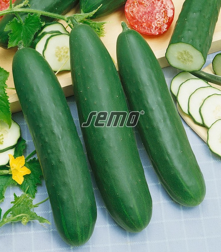 Okurka salátovka Linda F1 MIX (pro pole i skleníky, odolná chladu a plísni) Okurka salátovka Linda F1 MIX (pro pole i skleníky, odolná chladu a plísni)