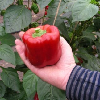 Paprika zeleninová Stanley F1 - sladká, kvadratická, červená (Bejo)