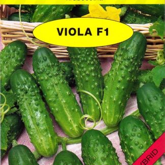 Okurka nakladačka Viola F1 - hruboostná, odolná chladu a plísni (Holman)