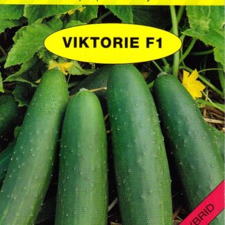 Okurka salátovka Viktorie F1 - pro pole i skleníky, odolná chladu a plísni (Holman)