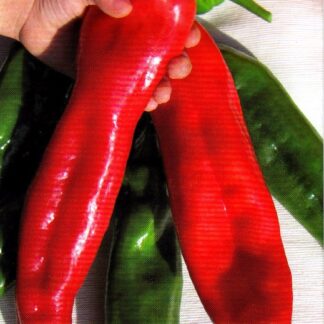 Paprika zeleninová Julus - kozí roh, sladká, zelená-červená (Libera)