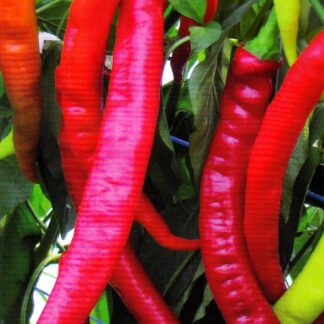 Paprika zeleninová Paprsek - beraní roh, sladká, světlezelená-červená (Libera)