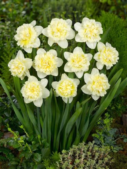 Narcis Ice King (5 cibulí, plnokvětý, žluto-bílý)