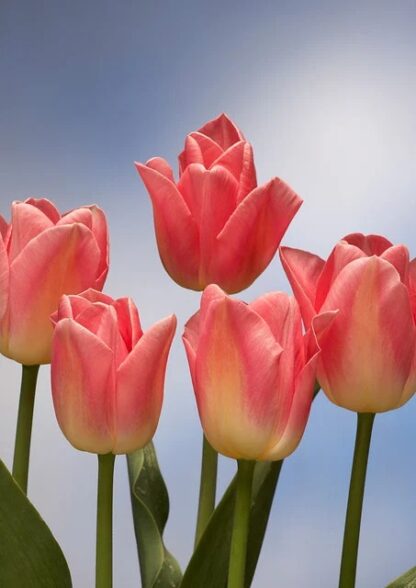 Tulipán Dynasty (10 cibulí, bílo-růžový)