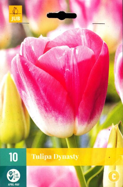 Tulipán Dynasty (10 cibulí, bílo-růžový, karta)
