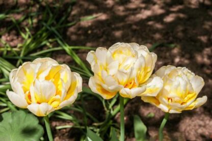 Tulipán Flaming Evita (7 cibulí, pivoňkovitý, žluto-bílý)