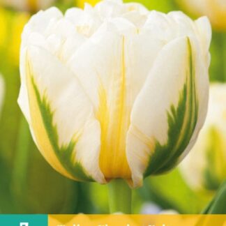 Tulipán Flaming Evita (7 cibulí, pivoňkovitý, žluto-bílý, karta)