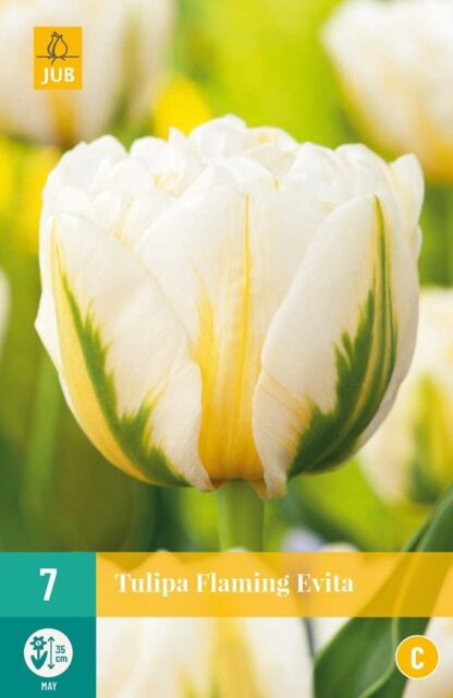 Tulipán Flaming Evita (7 cibulí, pivoňkovitý, žluto-bílý, karta)