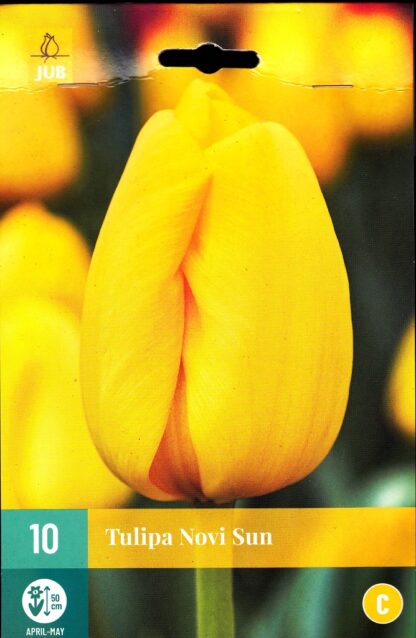 Tulipán Novi Sun (10 cibulí, žlutý, karta)