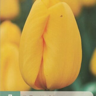 Tulipán Novi Sun (7 cibulí, žlutý, karta)