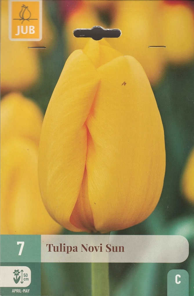 Tulipán Novi Sun (7 cibulí, žlutý, karta) Tulipán Novi Sun (7 cibulí, žlutý, karta)