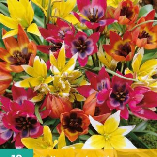 Tulipán botanický Mix (10 cibulí, směs, karta)