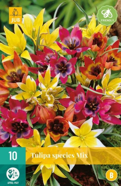 Tulipán botanický Mix (10 cibulí, směs, karta)