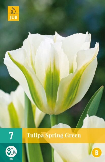 Tulipán zelenokvětý Spring Green (7 cibulí, zeleno-bílý, karta)