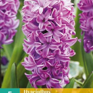Hyacint Splendid Cornelia (5 cibulí, světle fialový, karta)