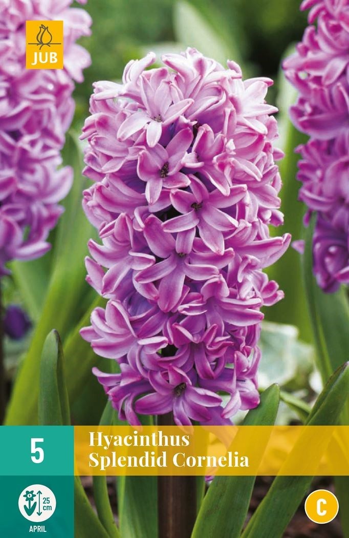 Hyacint Splendid Cornelia (5 cibulí, světle fialový, karta)