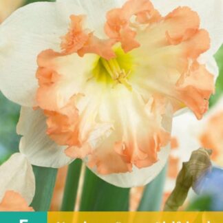Narcis Sunny Girlfriend (5 cibulí, orchideokvětý, oranžovo-bílý, karta)