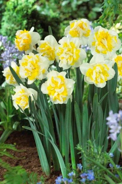 Narcis Westward (5 cibulí, plnokvětý, žluto-bílý)