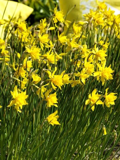 Narcis botanický Rip van Winkle (5 cibulí, hvězdicovitý, žlutý)