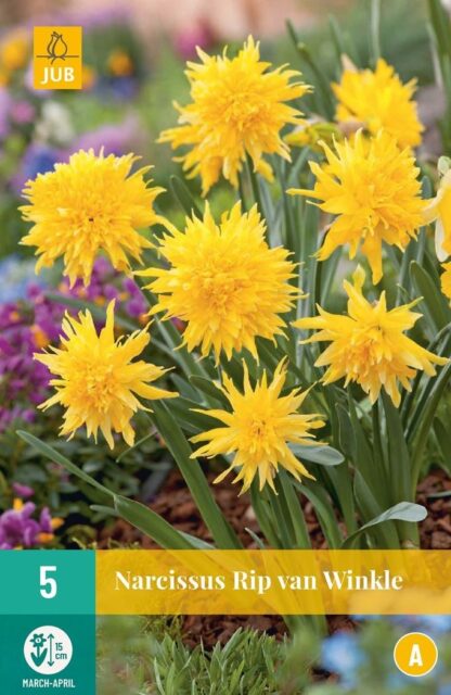 Narcis botanický Rip van Winkle (5 cibulí, hvězdicovitý, žlutý, karta)