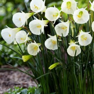 Narcis botanický White Petticoat (zvonkovitý, bílý)