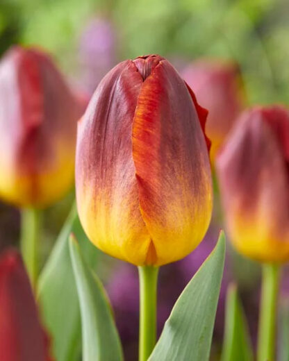 Tulipán Amberglow (7 cibulí, žluto-červený)
